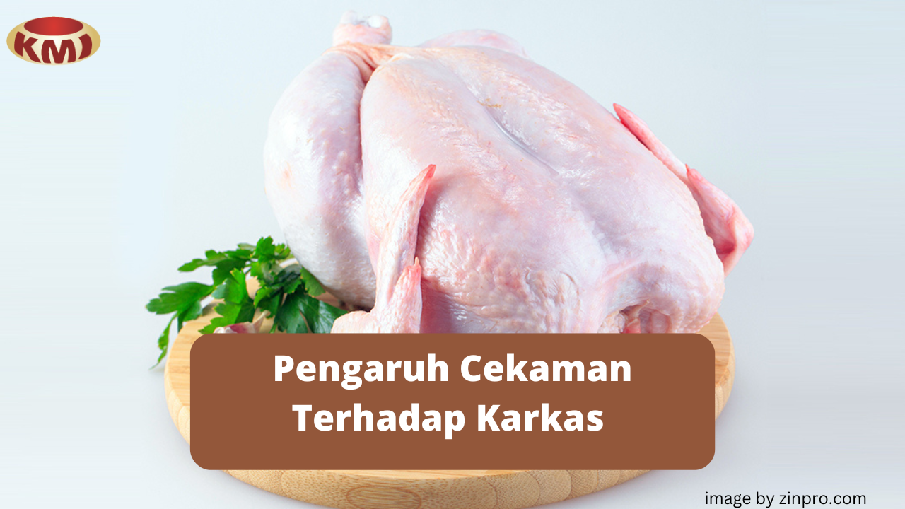 Dampak Cekaman Pada Kualitas Daging Broiler